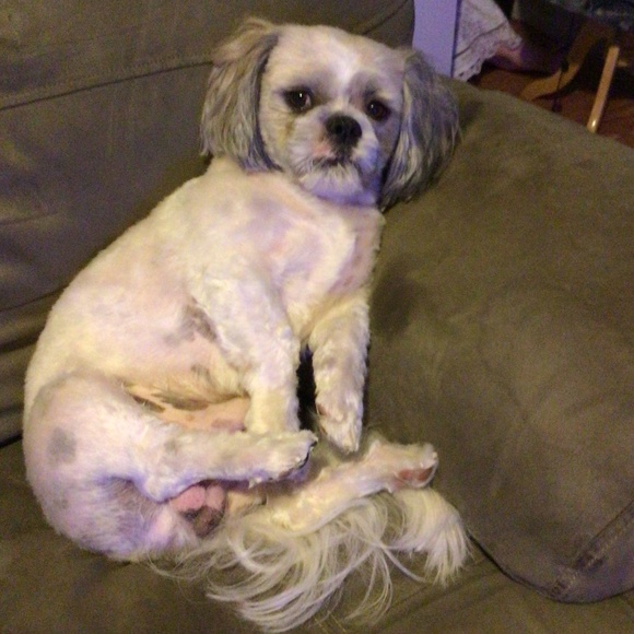 Meet your Posher, Terri - Picture 4 of 10